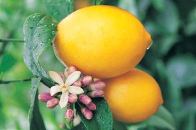Fiore di Limone
