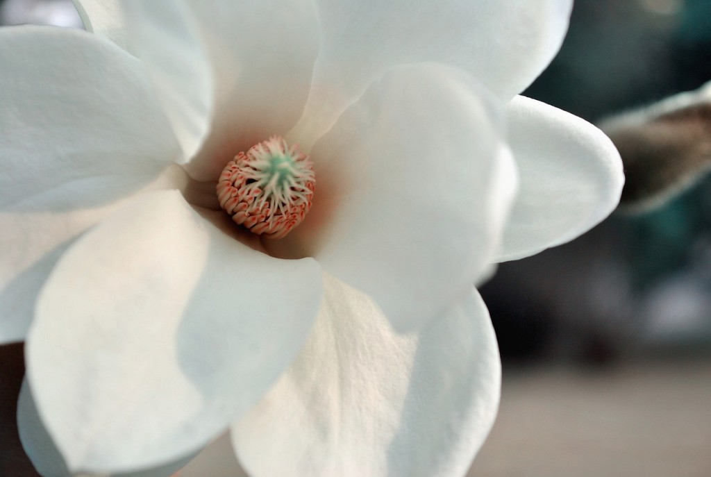 Magnolia