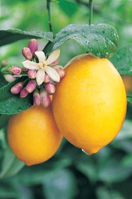Lemon Flower